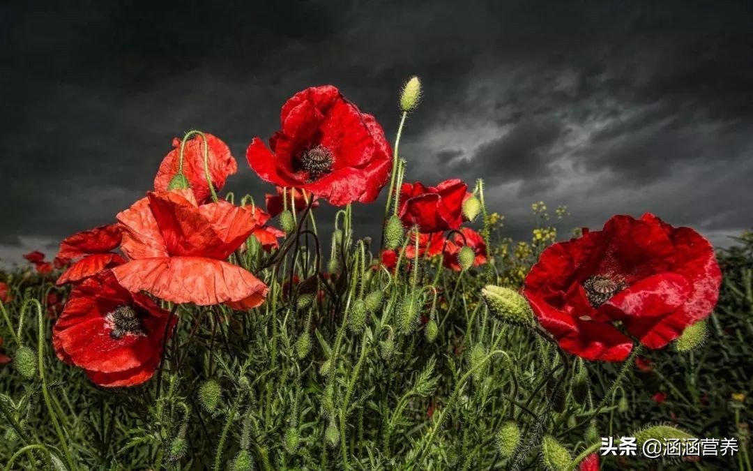 国际注册营养师怎么报名,注册国际营养师学习什么内容