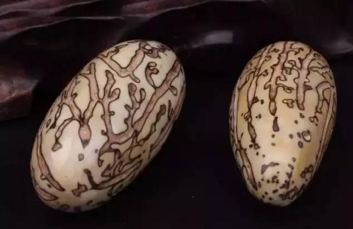 千眼菩提是怎么结的果,千眼菩提和别的菩提区别在哪