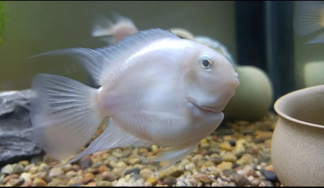 鹦鹉鱼可以跟迷你鹦鹉鱼一起养吗,迷你鹦鹉鱼会吃别的鹦鹉鱼小鱼吗