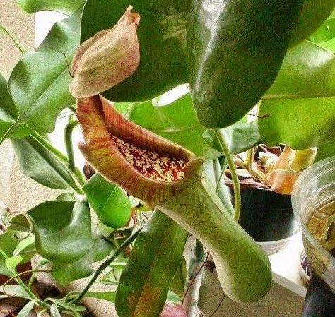 最吸引虫子的食虫植物,自然界克制蚊子苍蝇的植物