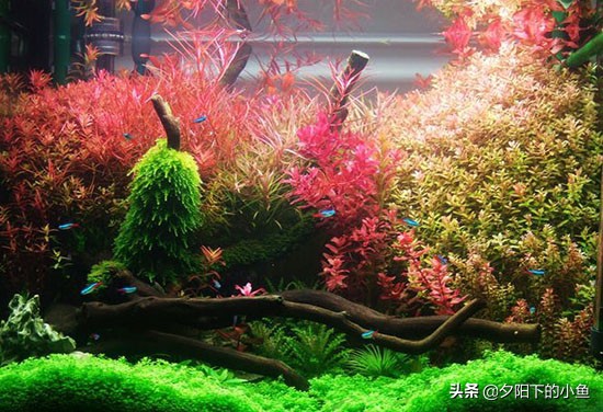 新开缸为什么水草都烂了,开缸没成功水草泥怎么办