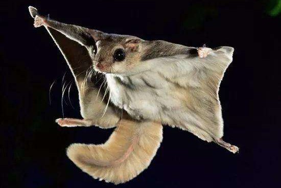 五灵脂可以活血化瘀,中药里的五灵脂有哪些功效