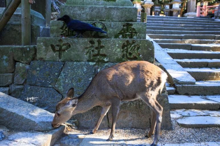 网红打卡景点奈良,日本奈良10大网红打卡景点