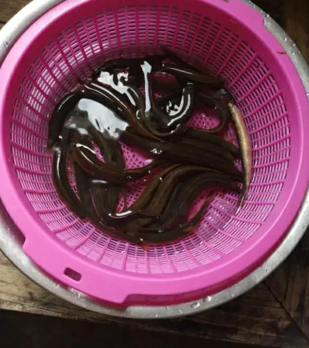 泥鳅黄鳝怎么吃最有营养,泥鳅和生蚝哪个更有营养