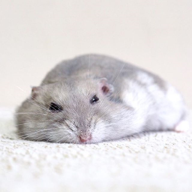 仓鼠躺手并非难事，只要有好吃的，鼠鼠马上变得超级听话