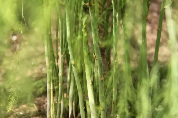 芦笋常见虫害用什么药打,芦笋防虫害用什么农药