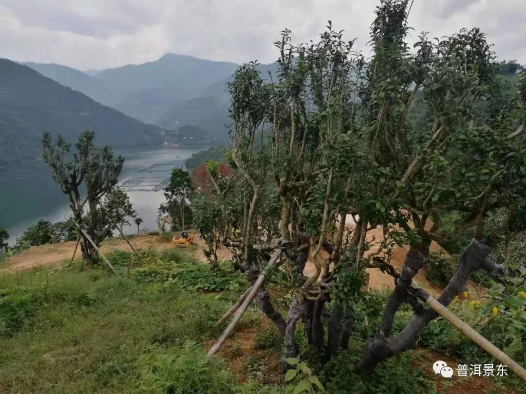 周文军：一个把茶窝子开到3个国家的景东人