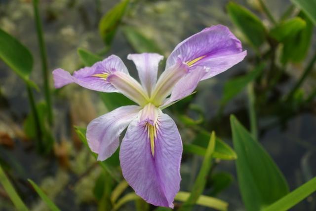 上海奉贤新城的亮点,奉贤南桥镇奉贤新城现状