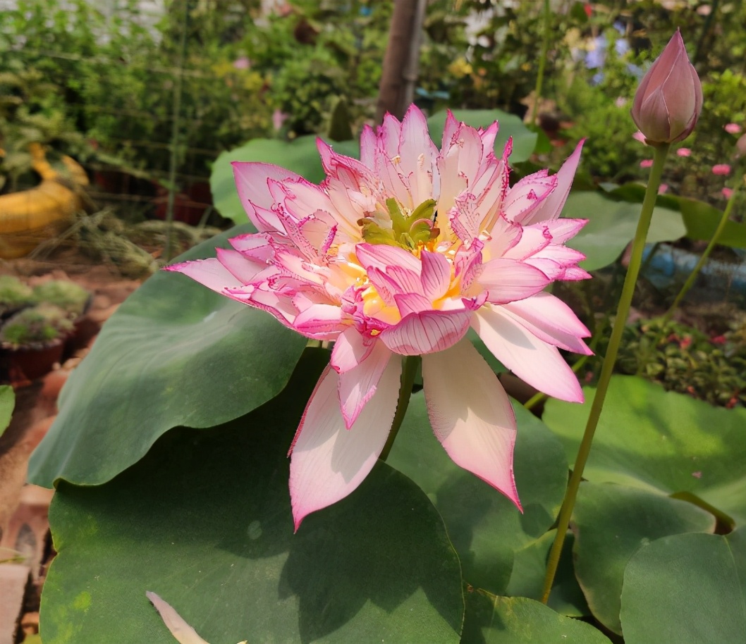 适合种在门口一年四季开花的植物,5种花是爆盆能手花期长