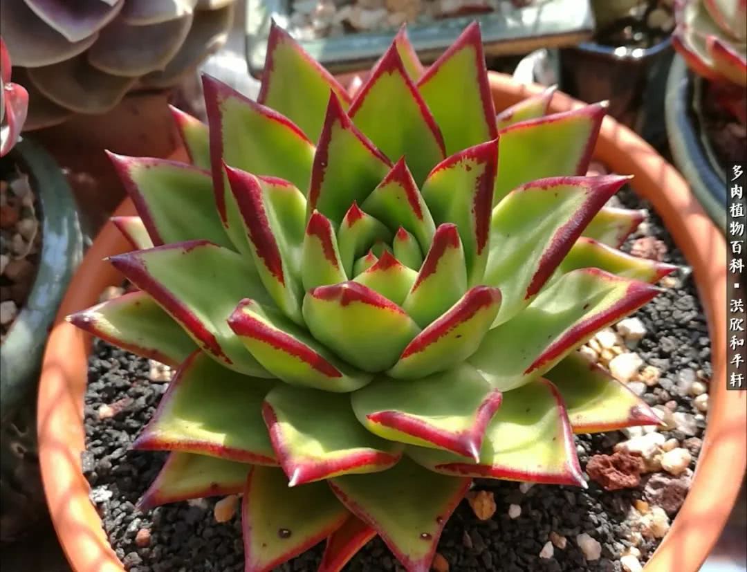 多肉的四季轮回,四季轮回多肉