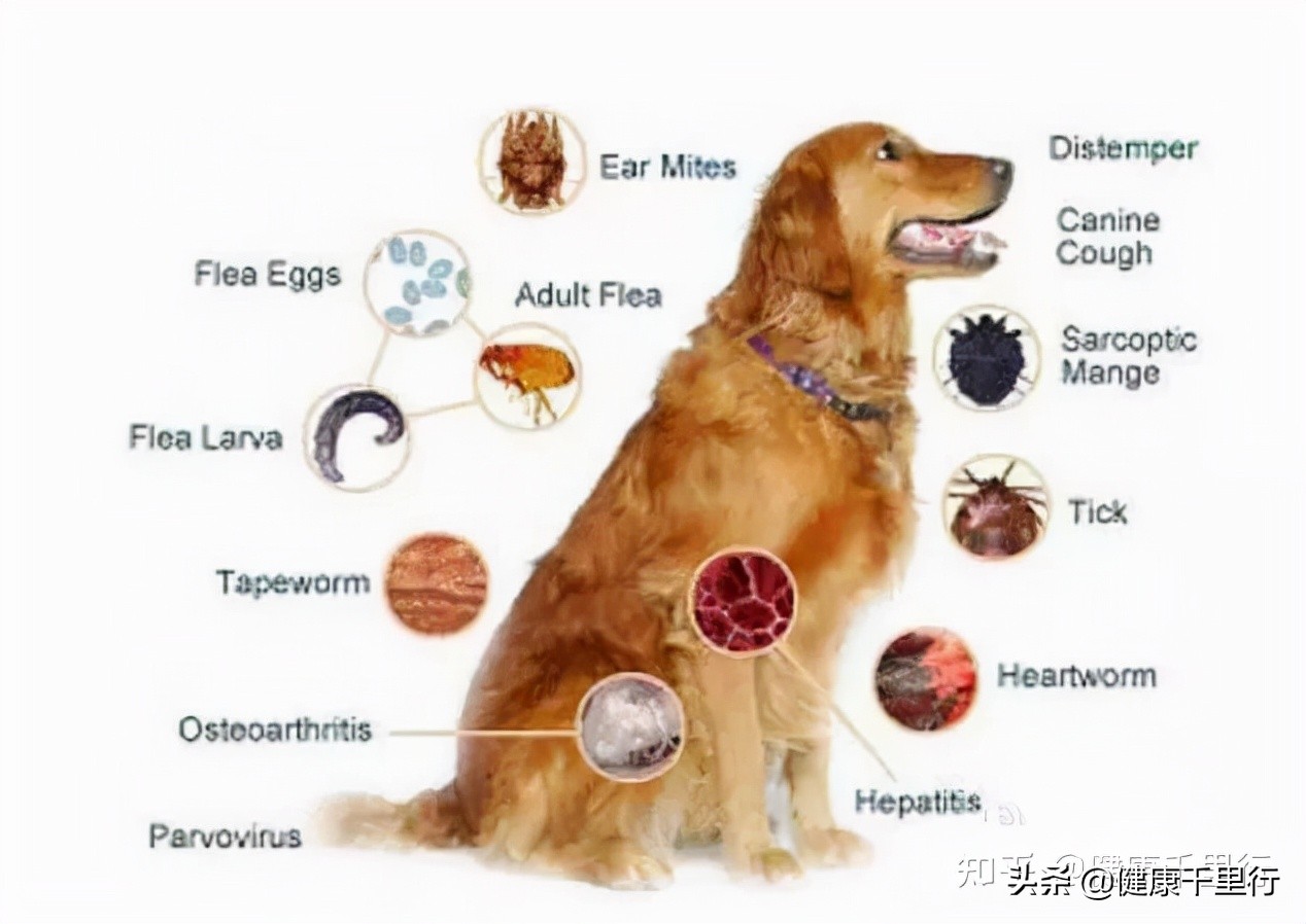 家里有宠物买什么消毒,宠物消毒除跳蚤喷雾