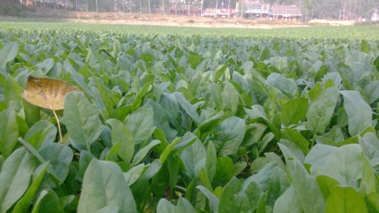 蔬莱种子新种子好还是陈种子好？如何鉴别和使用？看完你就知道了