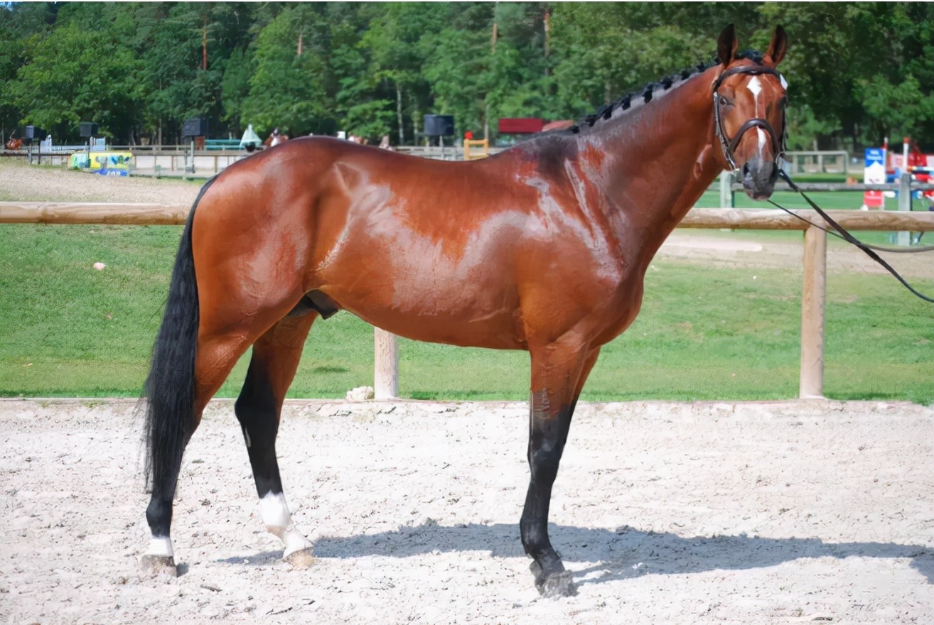 世界十大马品种排名,世界上最贵的马纯种