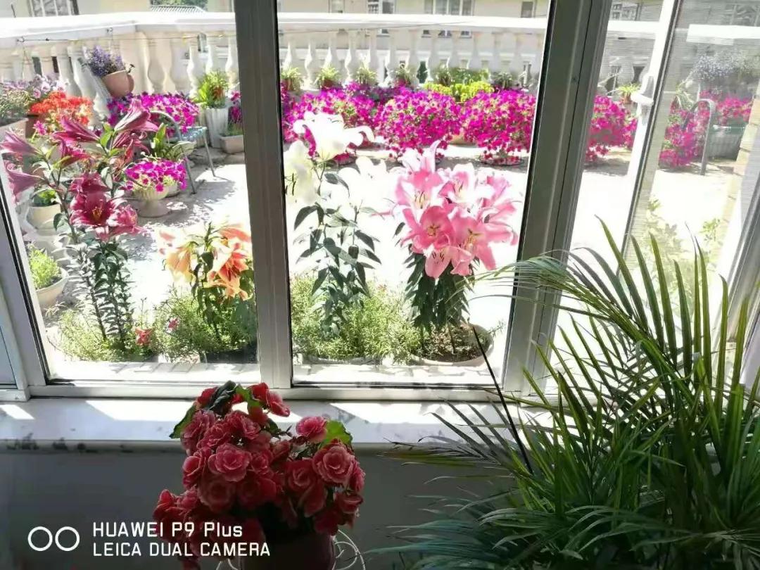 东北花园四季开花植物,北方一年四季都开花的花园