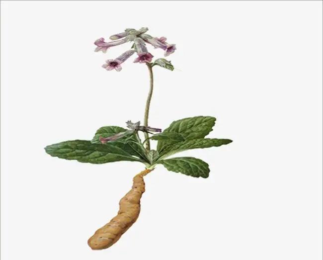 芝味本草——第1期(地黄)为什么叫它“地髓”?