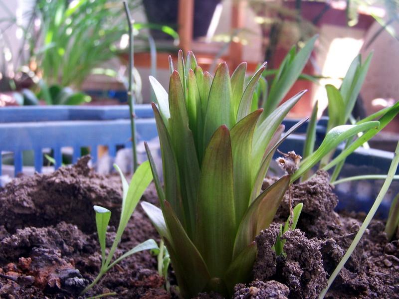 刚种下的百合花种球能浇生根粉吗,百合花种球种下怎么判断土干不干