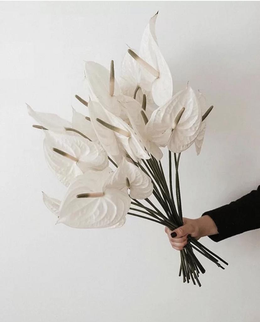 家里要有氛围感什么花比较好,家里高级的花