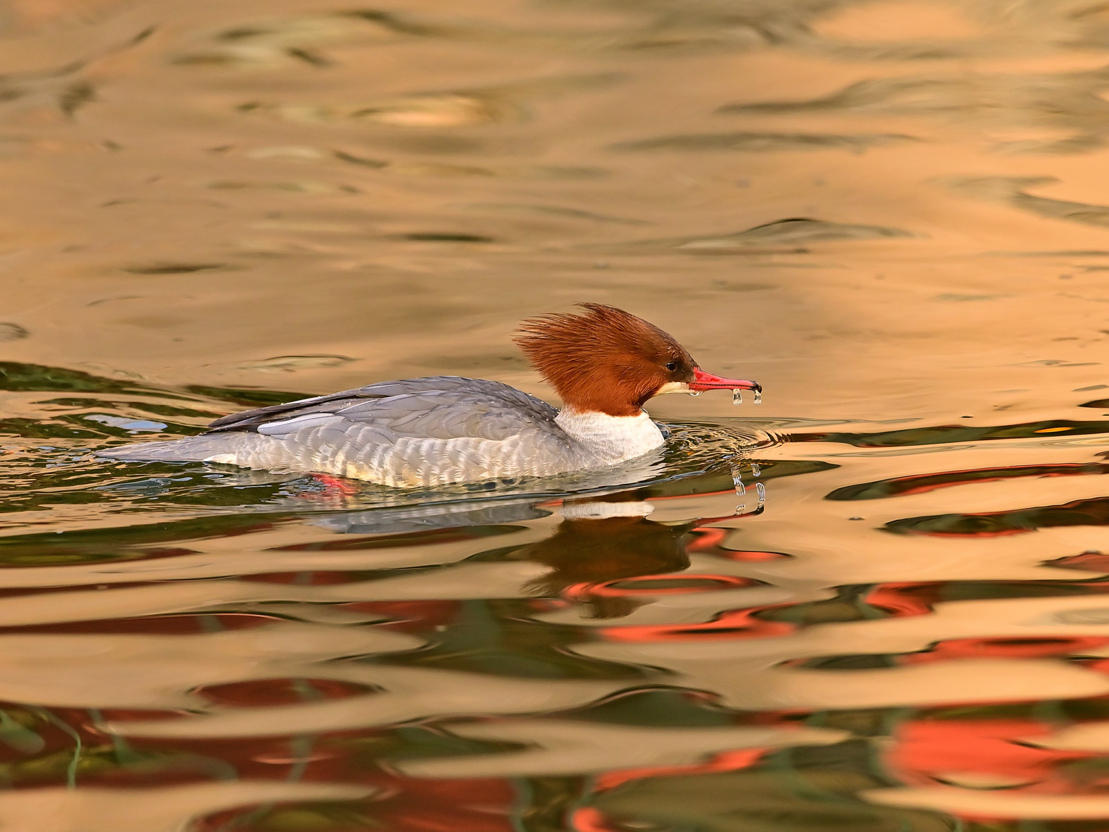 记录甜美的人像尼康z6实拍体验,尼康z6ii拍鸟怎么样