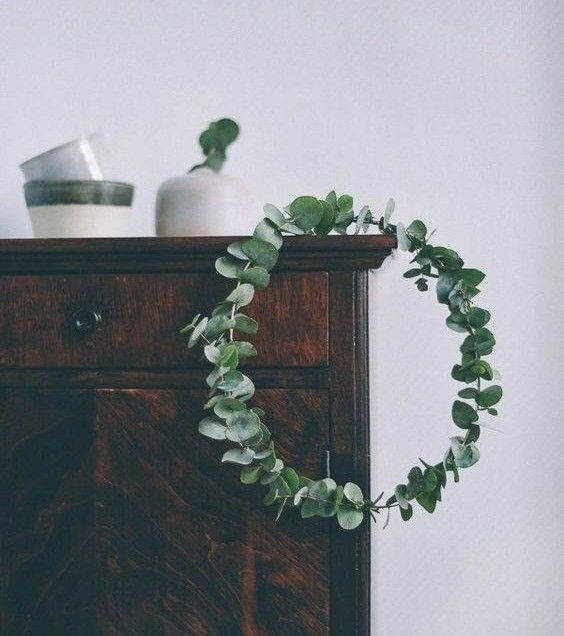 花店用的尤加利是什么品种,尤加利有几种