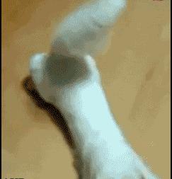 各种小动物是怎样装死的,动物装死是什么