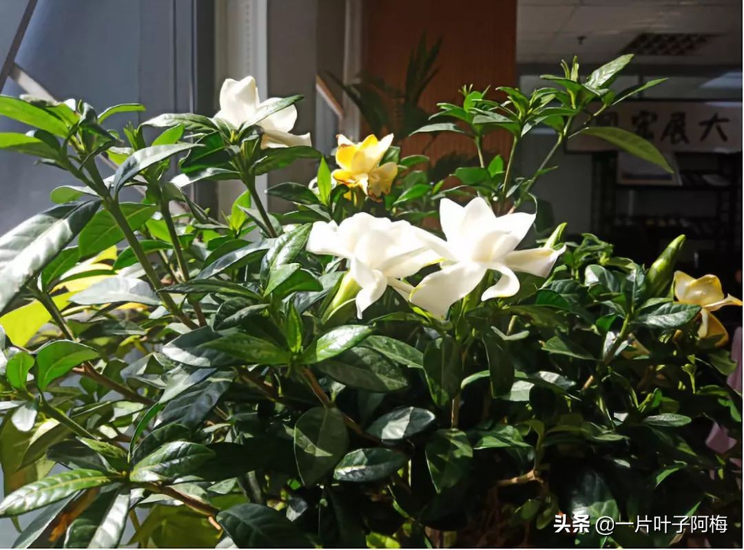 自制养花水配方除臭,养花自制10种消毒水不招虫不烂根