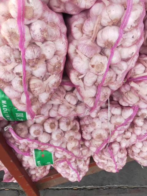 大蒜蒜苔后期价格如何,2023年大蒜蒜薹最新行情