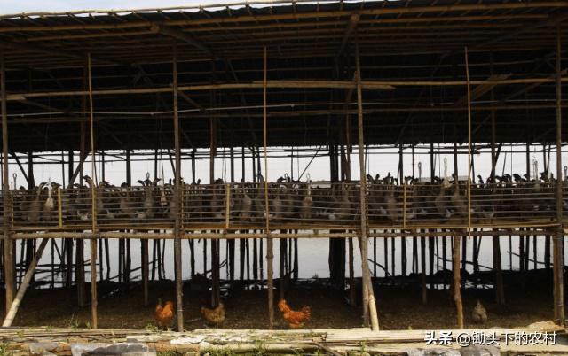 在农村霍乱为鹅禽的常见病，从病原到防治，为您剖析