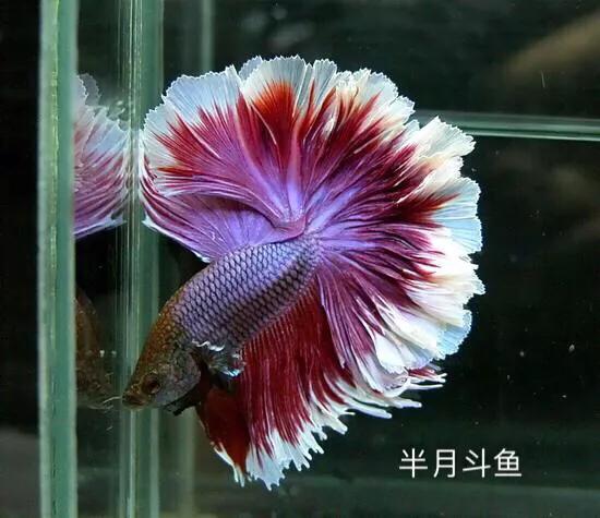 斗鱼历程,斗鱼总结