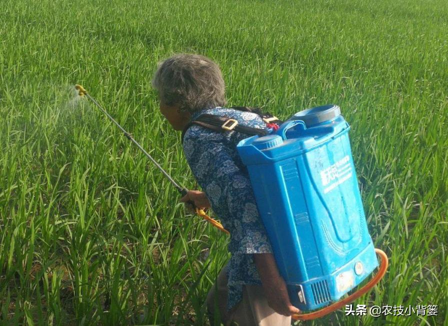 肥害后可以喷施叶面肥吗,喷叶面肥出现肥害怎么办