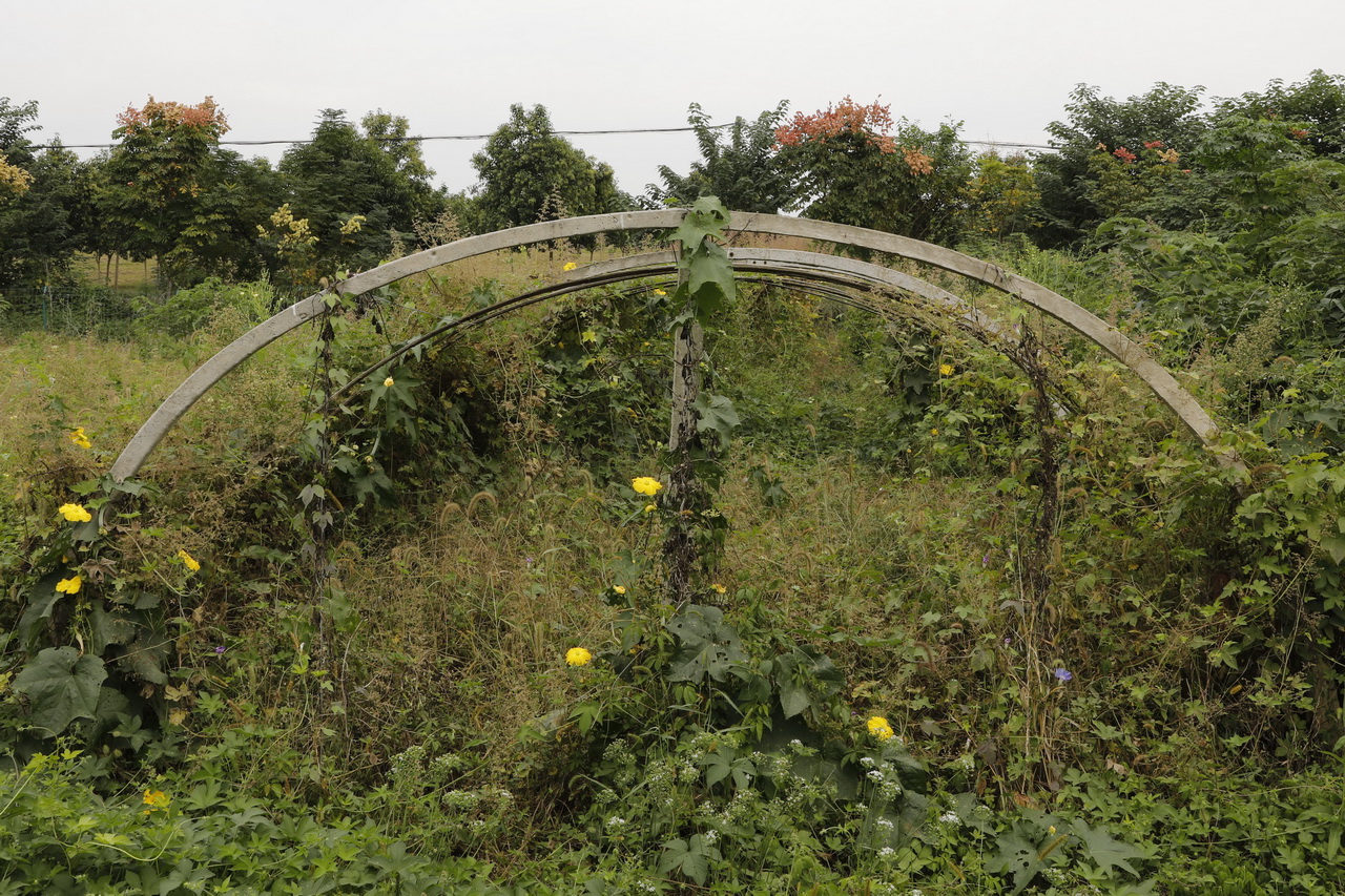 武汉市第七砖瓦厂陈建华,武汉砖瓦厂的发展现状