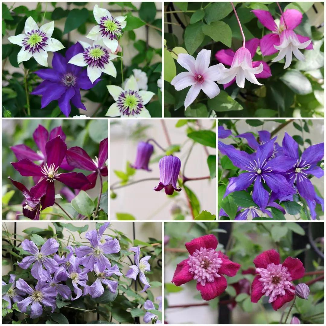 藤本植物皇后铁线莲,藤本皇后铁线莲品种