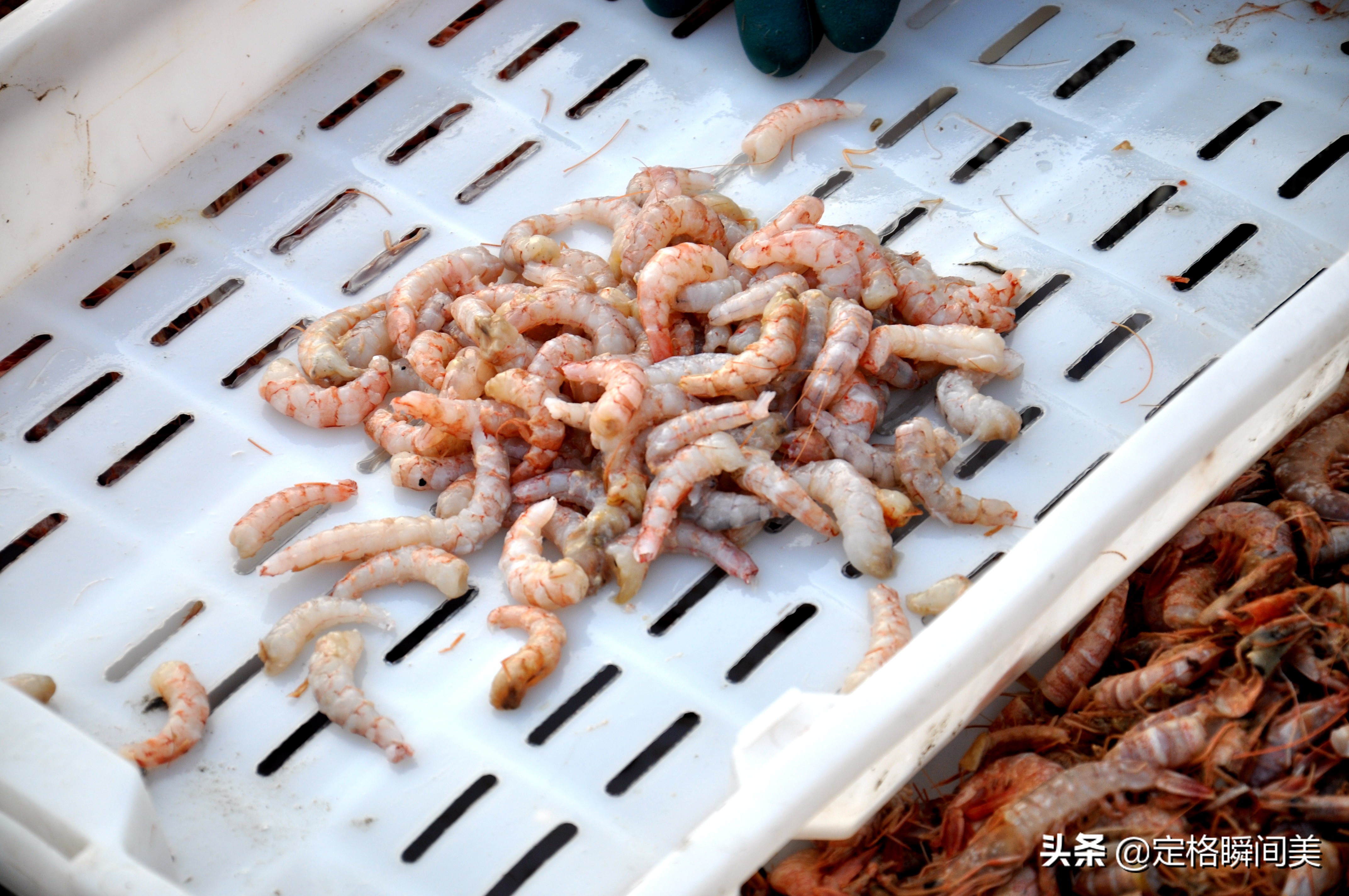 好养殖的海货,最新野生海货