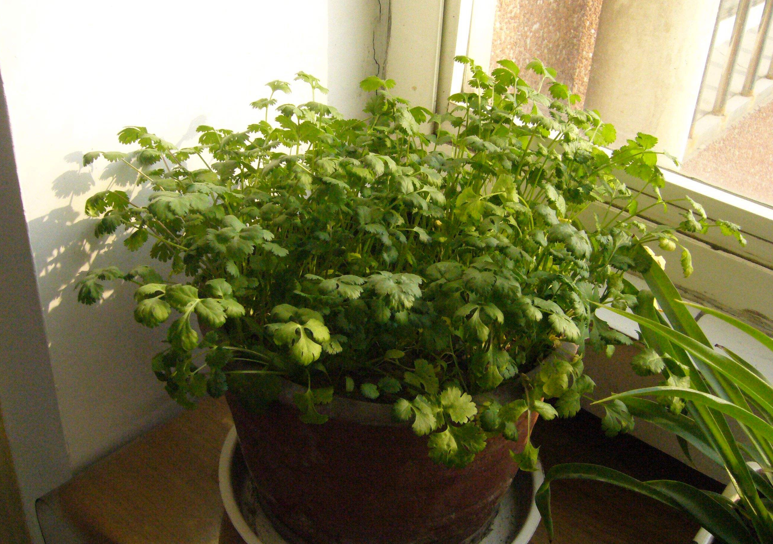 种香菜的正确方法阳台,阳台种植香菜的方法和技巧