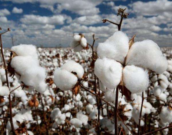 8款进口姨妈巾红黑榜，康康这些年你用对了没有