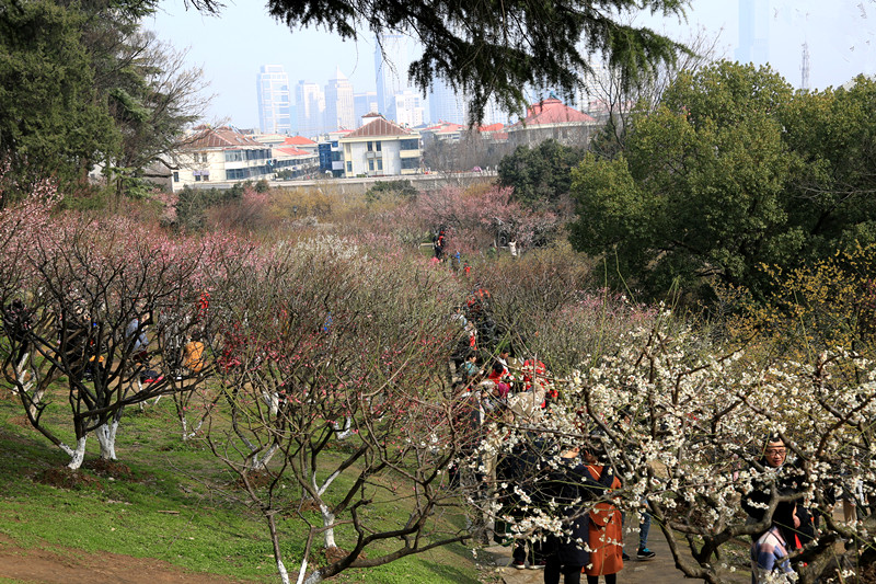南京古林梅岭，二梅报春；盆景园梅花，婀娜多姿