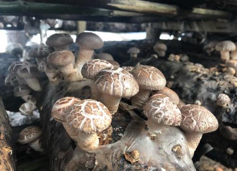 反季节林下香菇栽培技术,香菇种植出菇后怎样管理视频