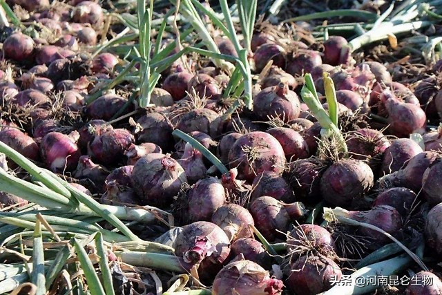 洋葱烂根的治疗方法,洋葱重茬用什么药