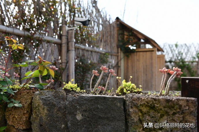 上海洋水仙,上海璞素上居民宿抖音团购