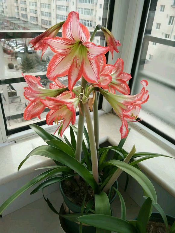 朱顶红长叶修剪的正确方法,朱顶红开花好了怎么修剪