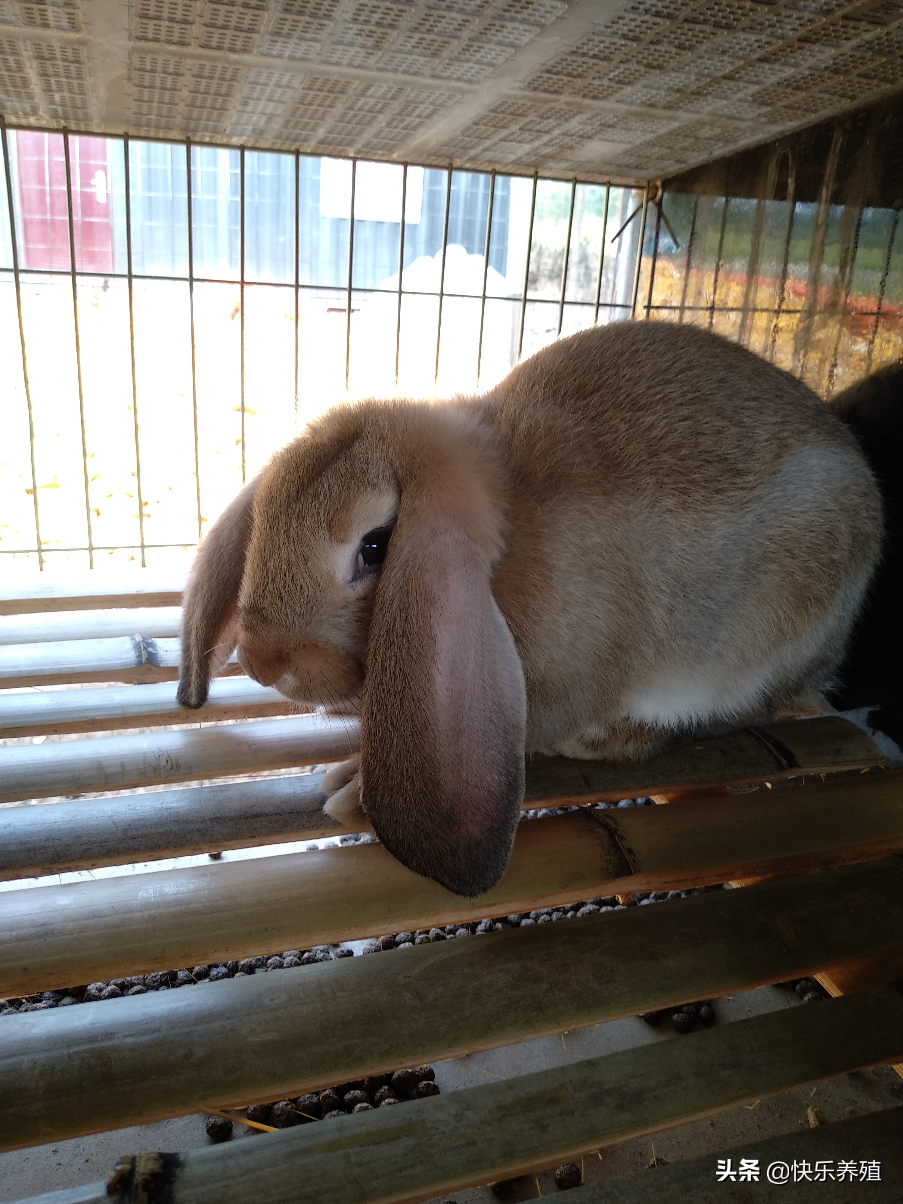 养兔如何控制养殖成本,养兔的利润与成本真实