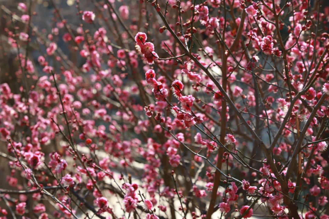 济南3月免费赏花攻略,花都开了济南周边赏花攻略收好