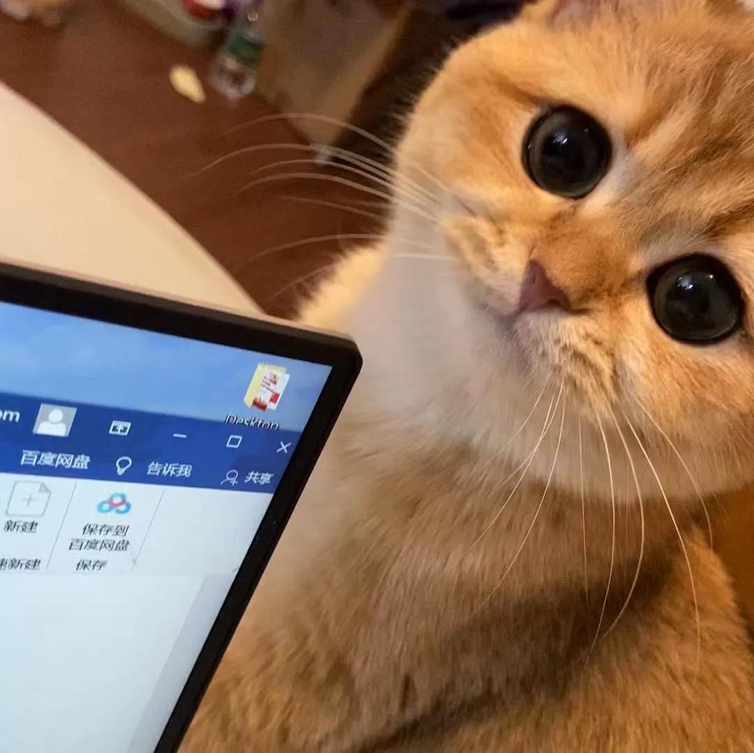 养猫人哭了 (朝九晚五适合养猫吗)