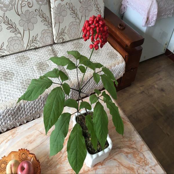 在家养一棵人参,在家里种植人参