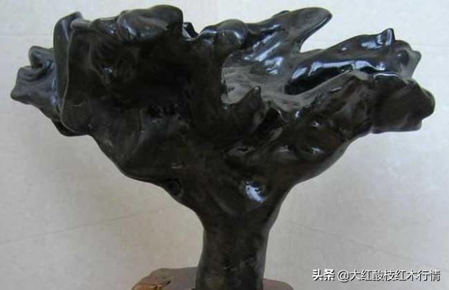 你可能不知道的地球生物,你可能不知道的植物