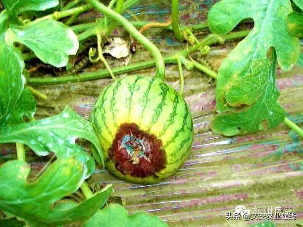 西瓜病虫害防治方法,盆栽西瓜怎么预防虫害