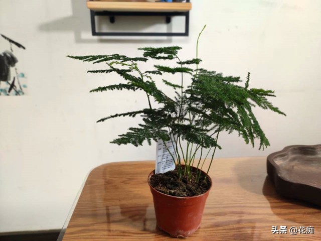 文竹菖蒲盆景,文竹菖蒲假山盆景图片大全