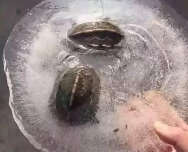 往东北邮寄水果怕冻怎么办,东北寄快递冻成冰