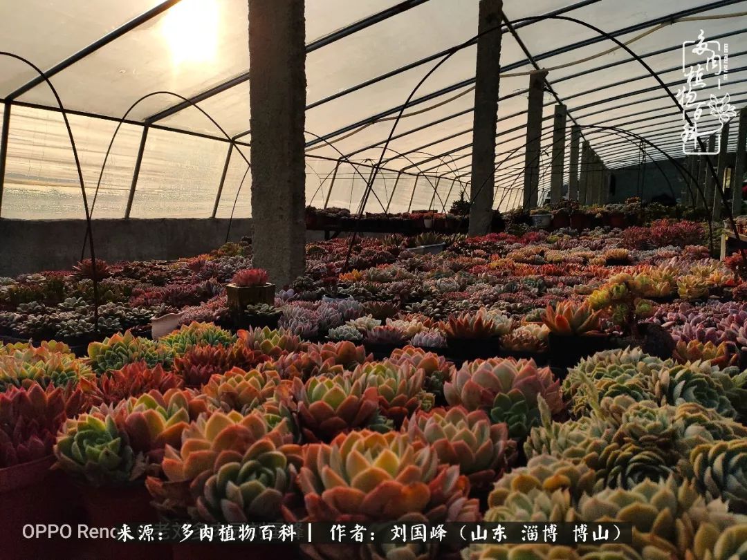 冬季室温20度以上多肉怎么养,贵的不一定就是好的便宜的