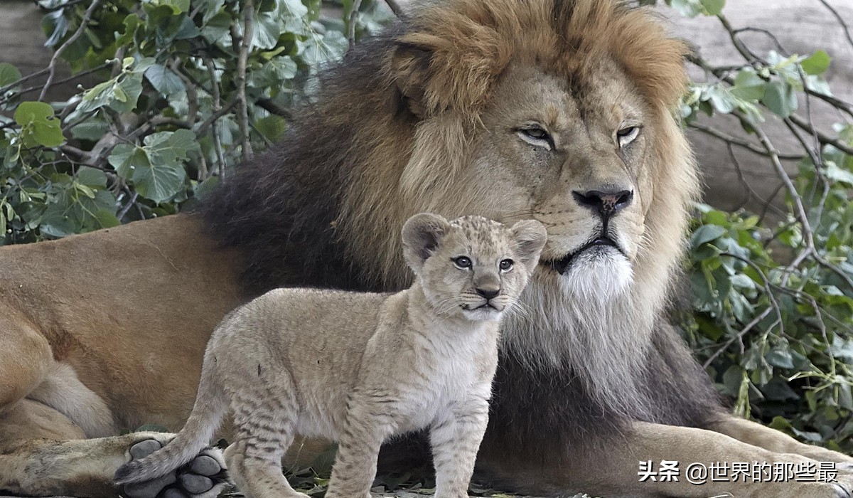 平头哥蜜獾和鬣狗,斑鬣狗对战蜜獾视频