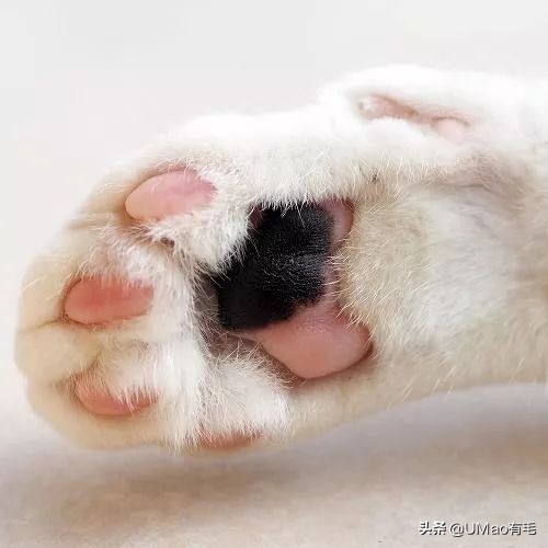 这套喵肉球vs口红色号匹配大全送你了!拿走不谢!